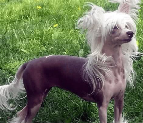 中国不仅仅只有中华田园犬，最后一个你可能听过但绝对没见过