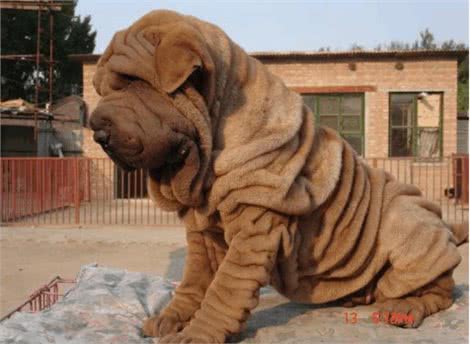 中国不仅仅只有中华田园犬，最后一个你可能听过但绝对没见过