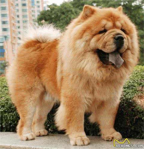 中国不仅仅只有中华田园犬，最后一个你可能听过但绝对没见过