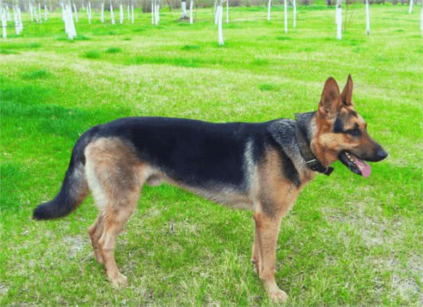 中国不仅仅只有中华田园犬，最后一个你可能听过但绝对没见过