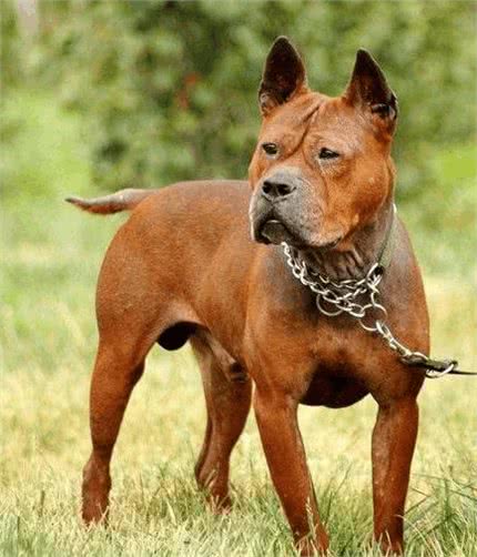 中国不仅仅只有中华田园犬，最后一个你可能听过但绝对没见过