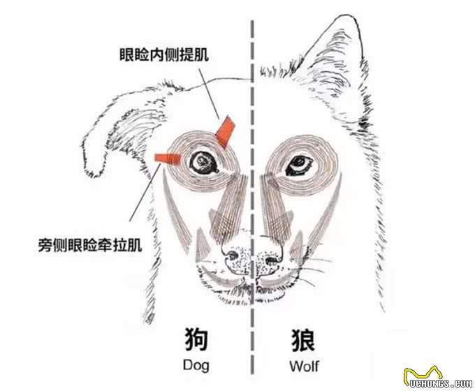 狗狗眼神为什么总是可怜兮兮的?它是怎么做到的?