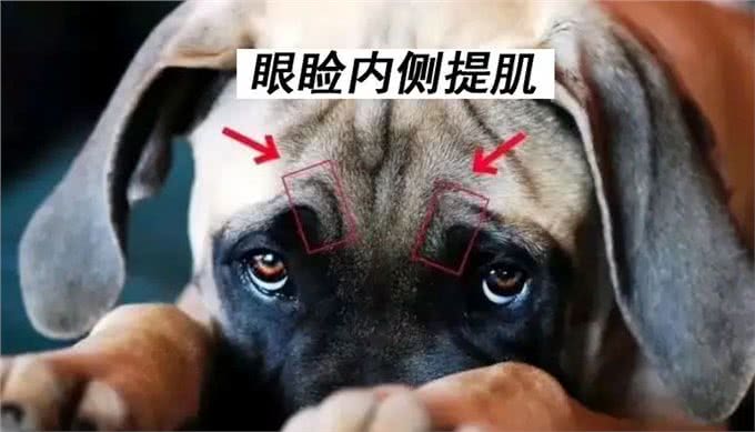 狗狗眼神为什么总是可怜兮兮的?它是怎么做到的?