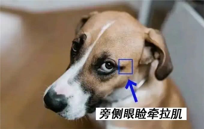 狗狗眼神为什么总是可怜兮兮的?它是怎么做到的?