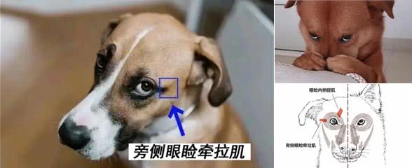 狗狗眼神为什么总是可怜兮兮的?它是怎么做到的?