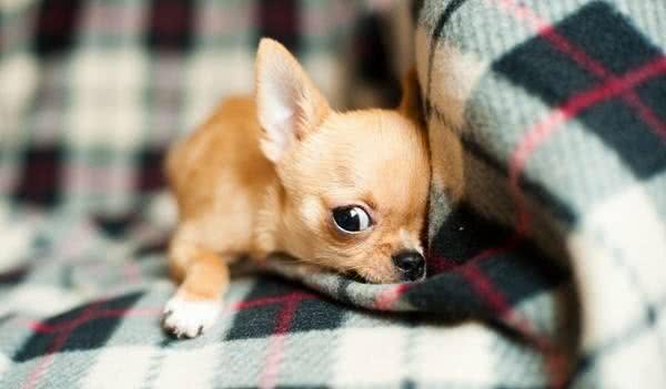 狗狗也会怕冷吗?哪种狗狗最怕冷?
