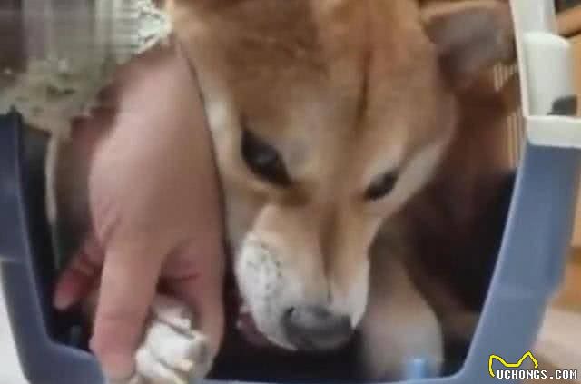狗狗最怕这几种东西，你的狗狗有这种表现吗?