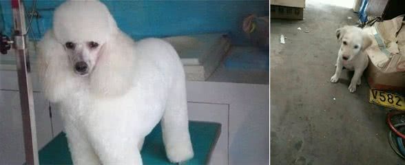狗狗最怕这几种东西，你的狗狗有这种表现吗?