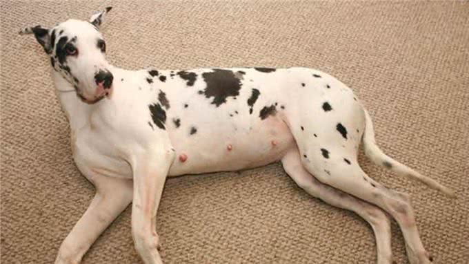 狗狗怀孕啦,快这样照顾它