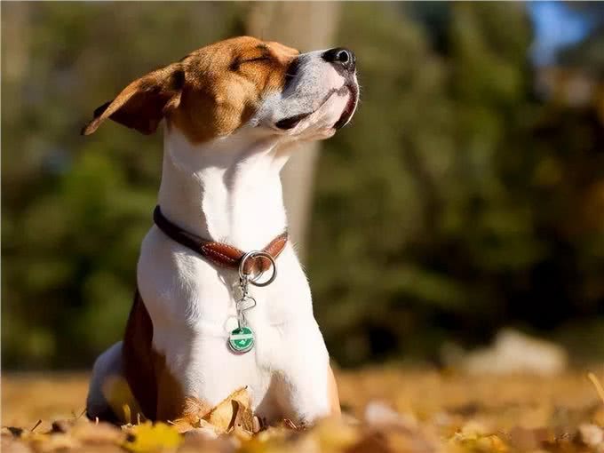 狗狗怀孕啦,快这样照顾它