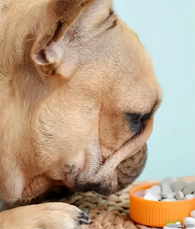 狗狗怀孕啦,快这样照顾它