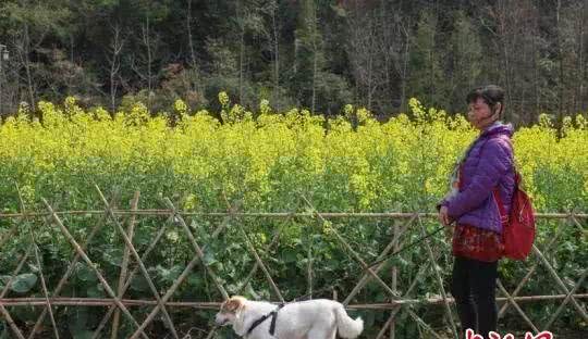 最严养狗令正式实施!违者,狗没收,人罚款