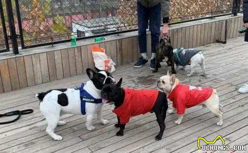 最严养狗令正式实施!违者,狗没收,人罚款