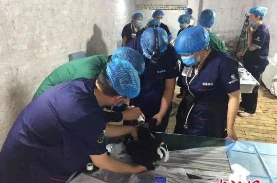 最严养狗令正式实施!违者,狗没收,人罚款