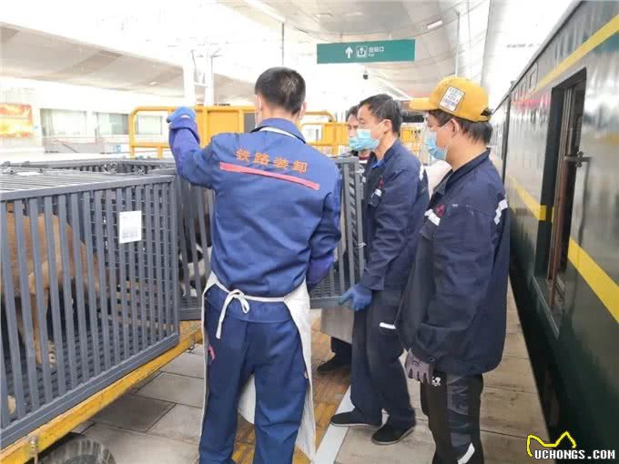 想带宠物一起出行?铁路宠物托运了解一下