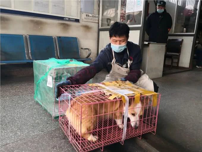 想带宠物一起出行?铁路宠物托运了解一下