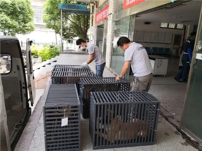 想带宠物一起出行?铁路宠物托运了解一下