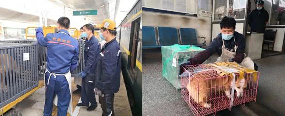 想带宠物一起出行?铁路宠物托运了解一下