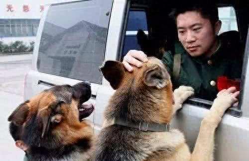 狗狗当警犬需要满足的5个条件，缺一不可