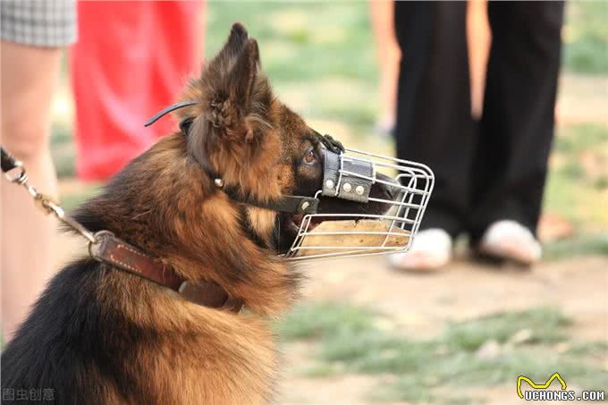 狗狗当警犬需要满足的5个条件，缺一不可