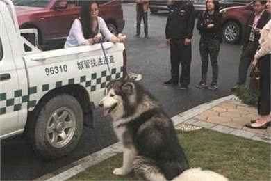 狗狗当警犬需要满足的5个条件，缺一不可