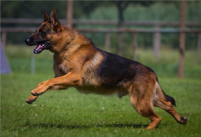 狗狗当警犬需要满足的5个条件，缺一不可