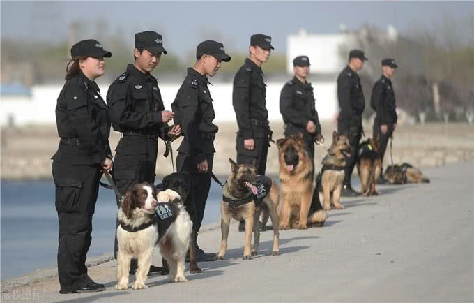狗狗当警犬需要满足的5个条件，缺一不可