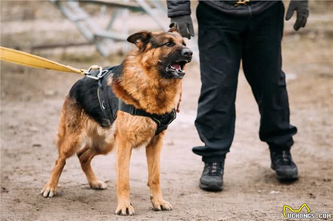 狗狗当警犬需要满足的5个条件，缺一不可