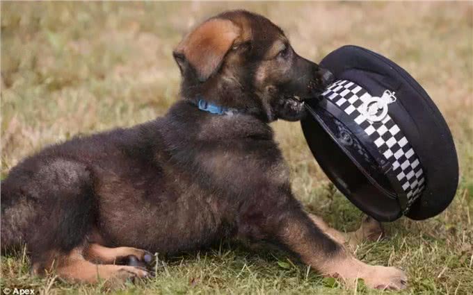 狗狗当警犬需要满足的5个条件，缺一不可