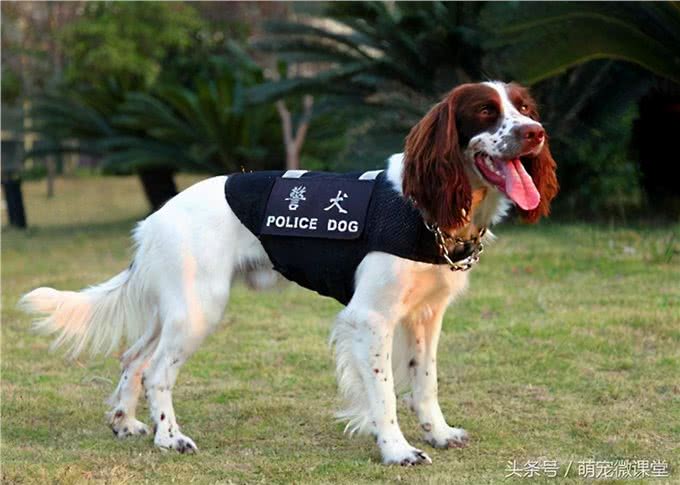 狗狗当警犬需要满足的5个条件，缺一不可