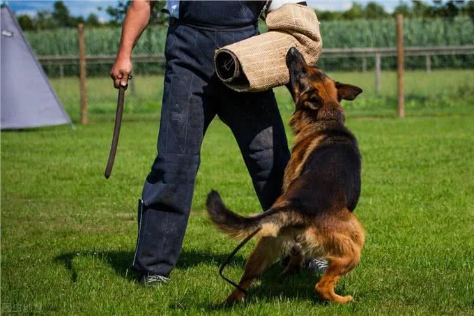 狗狗当警犬需要满足的5个条件，缺一不可