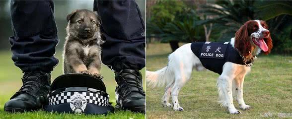 狗狗当警犬需要满足的5个条件，缺一不可