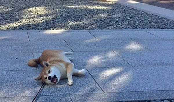 日本有只柴犬除了主人谁都不敢遛，有时走着走着突然就倒地不动了