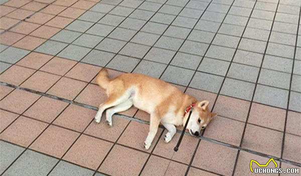 日本有只柴犬除了主人谁都不敢遛，有时走着走着突然就倒地不动了