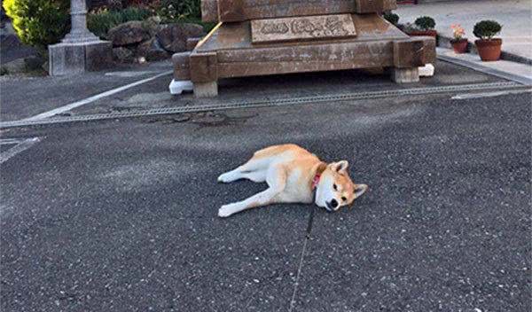 日本有只柴犬除了主人谁都不敢遛，有时走着走着突然就倒地不动了