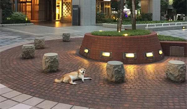 日本有只柴犬除了主人谁都不敢遛，有时走着走着突然就倒地不动了