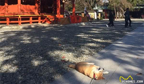 日本有只柴犬除了主人谁都不敢遛，有时走着走着突然就倒地不动了
