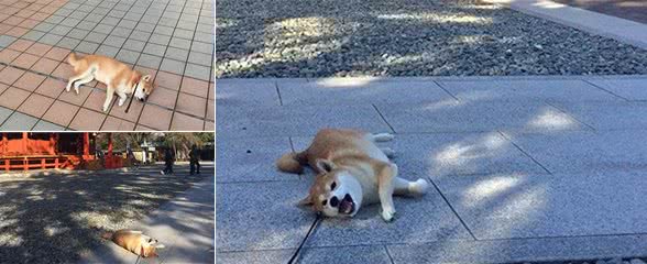 日本有只柴犬除了主人谁都不敢遛，有时走着走着突然就倒地不动了