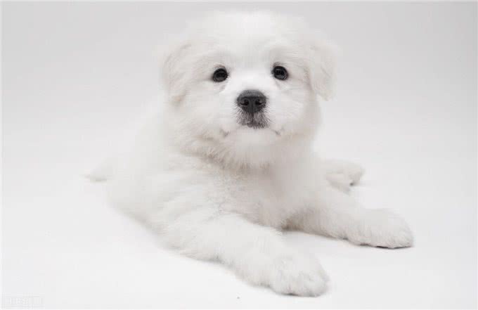 狗狗向主人翻肚皮?原来是这样