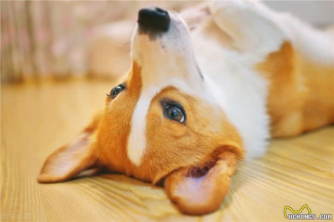 狗狗向主人翻肚皮?原来是这样