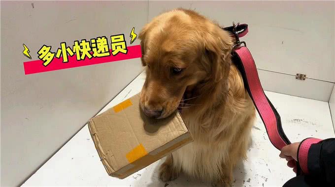 狗狗有多靠谱?养狗多年的你都未必知道