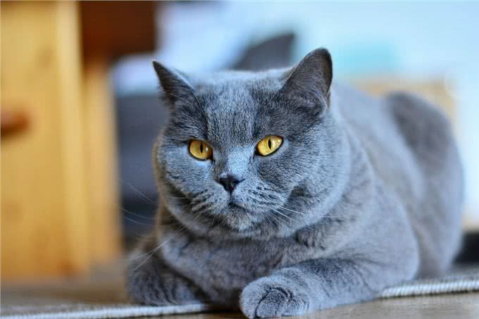 养猫也有智商税!纯种猫就是最大的智商税