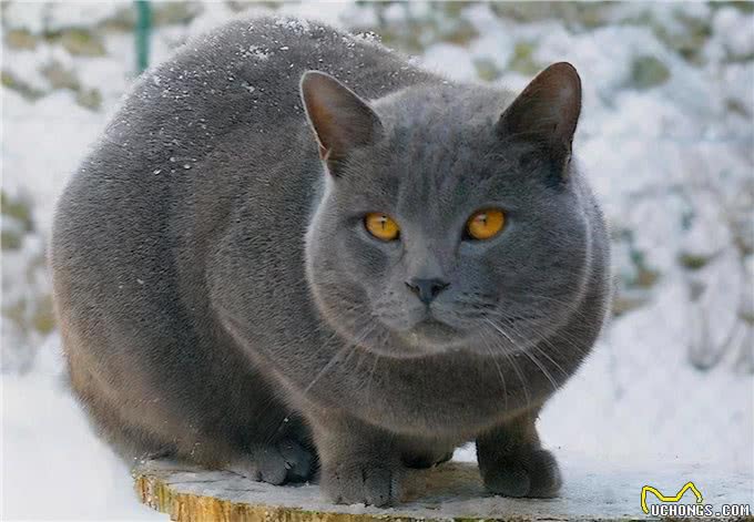 养猫也有智商税!纯种猫就是最大的智商税