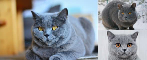 养猫也有智商税!纯种猫就是最大的智商税