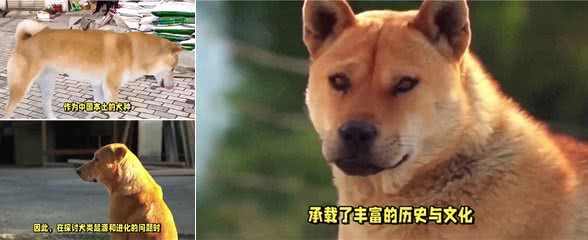 中华田园犬:是所有宠物狗的祖先之一?