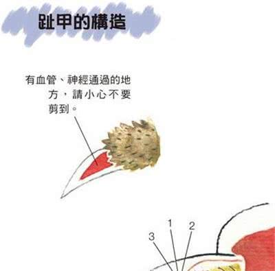 为什么要剪狗趾甲?