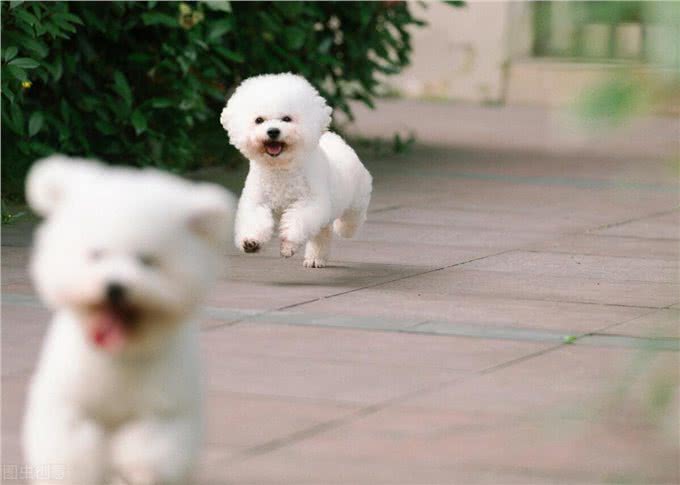 养宠经验：比熊幼犬适合吃什么
