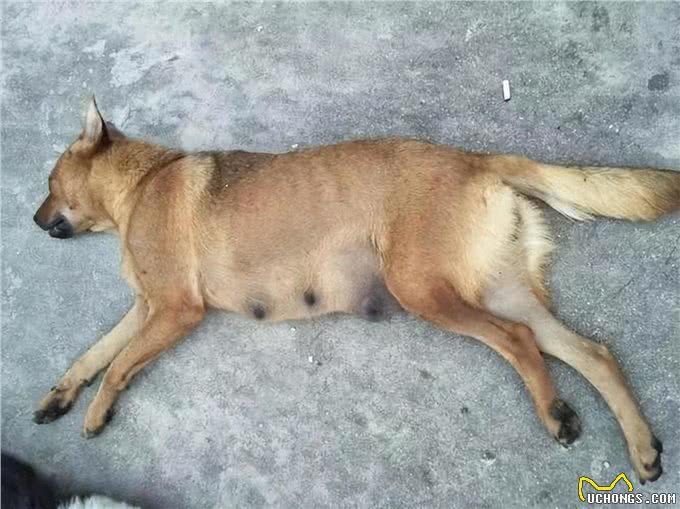 狗为何害怕经常杀生的人，能敏锐感知杀气?它是如何辨别的