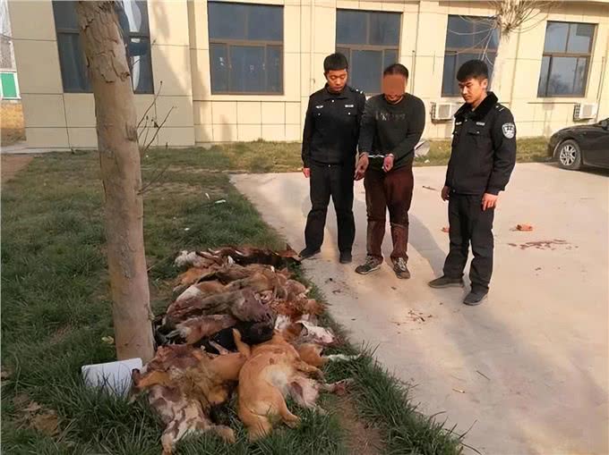 狗为何害怕经常杀生的人，能敏锐感知杀气?它是如何辨别的
