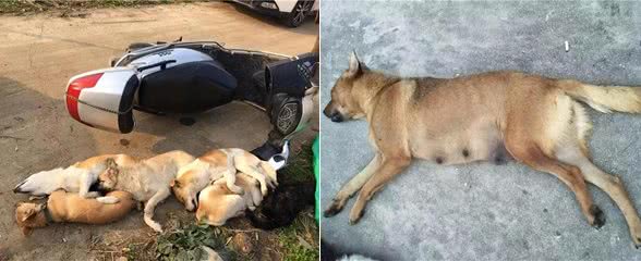 狗为何害怕经常杀生的人，能敏锐感知杀气?它是如何辨别的